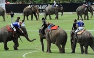 Insolite : Jouer au polo à dos d’éléphants