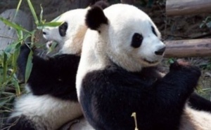 Quand un couple de Pandas sème la discorde politique en Belgique