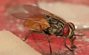 La mouche femelle préfère s'accoupler avec un seul mâle... ou son frère