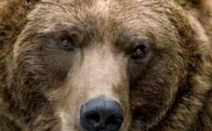 Maintenir l’autorisation de chasser l’ours pour mieux le protéger