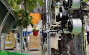 Un robot pour récolter les fraises bien mûres