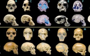 Le cerveau de l’Homme n’est pas si différent de celui des autres primates