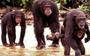 Les chimpanzés émettraient des cris d’alarme pour prévenir leurs proches