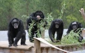 Les chimpanzés font appel à leur mémoire pour mieux se nourrir