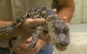 Insolite : Alligator à l’aéroport