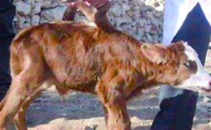 Naissance d'une vache avec six pattes à Essaouira