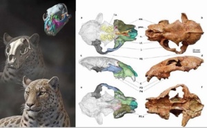 Un fossile du plus vieil ancêtre des grands félins découvert au Tibet