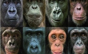 Pourquoi existe-t-il une aussi grande diversité de visages chez les primates ?