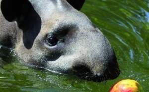 Identification d’une nouvelle  espèce de tapir en Amazonie