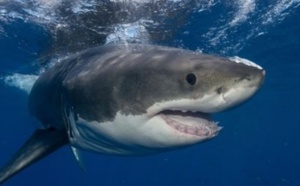 En Australie, les requins utilisent Twitter pour signaler leur approche