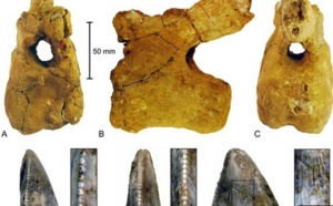 Des dinosaures ayant vécu en Arabie identifiés pour la première fois