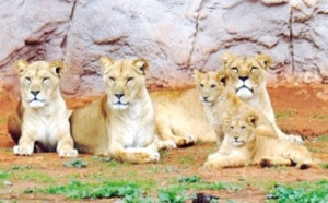 Visite guidée du Jardin  zoologique de Rabat