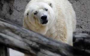 Insolite : Arturo, ours polaire argentin déprimé, lorgne vers le Canada