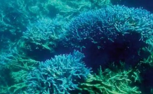 La Grande barrière de corail encore victime d' un blanchissement “ généralisé”