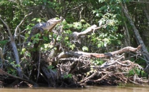 Des crocodiles sur les arbres