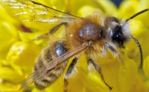 Des abeilles sauvages utilisent  du plastique pour construire leur nid