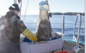 La palourde royale, l'or de la côte pacifique canadienne