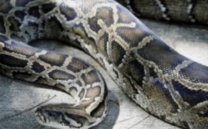 Le python voyageur  ne perd jamais le nord