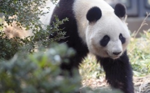 Les pandas géants ont un faible pour le sucre