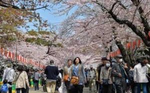 Le printemps au Japon: beauté des cerisiers en fleurs, douleur du rhume des foins