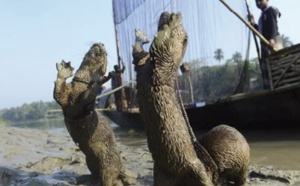 Au Bangladesh, la tradition de la pêche à la loutre en voie d’extinction