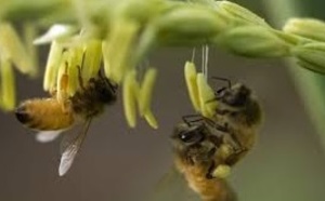 En Roumanie, les abeilles à l'aide de la médecine