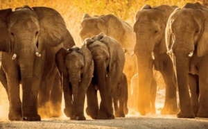Chez les éléphants, la vie en société aide les orphelins à s'en sortir