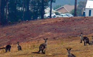 En Australie, la faune et la flore plus que jamais menacées