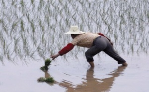 Blé et riz, source des différences culturelles nord-sud en Chine