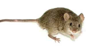 La parité doit aussi s’appliquer aux rats de laboratoire