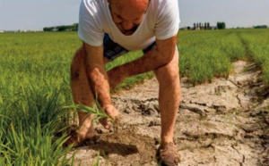 Les rizières du “triangle d'or” italien décimées par la sécheresse