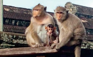Autour d'Angkor, le fragile retour des espèces sauvages menacées