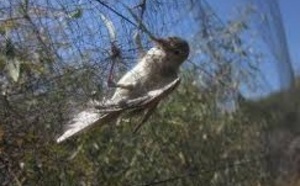 Deux millions d’oiseaux migrateurs tués à Chypre