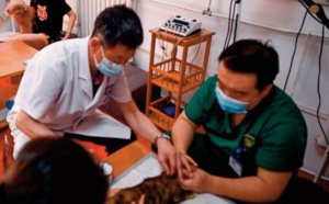 En Chine, l'acupuncture c'est aussi... pour chiens et chats