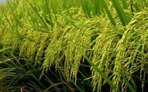 Mobilisation pour le développement de la riziculture dans la région du Gharb