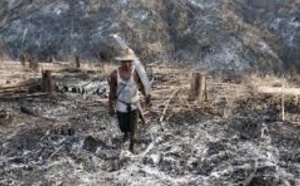 Les forêts précieuses de Birmanie menacées par l’abattage