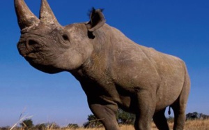 Bilan mitigé pour la conservation des rhinocéros
