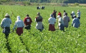 Près de 10.000 travailleurs agricoles de Souss-Massa-Draâ risquent d’être mis au chômage