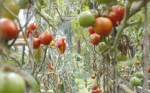 Les poissons font pousser les tomates