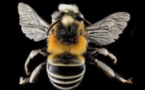 Les araignées au secours des abeilles