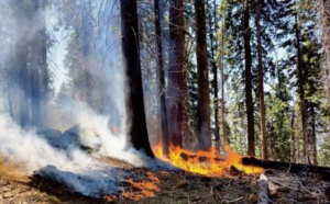 Incendies : Comment redonner vie à nos forêts ?