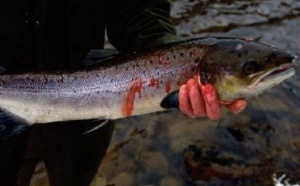 En Ecosse, les pêcheurs désespèrent face à la disparition des saumons sauvages