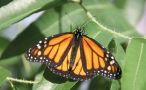 Le papillon Monarque migre grâce à une boussole magnétique