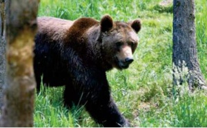L'ours des Pyrénées, discrètement surveillé pour assurer sa survie