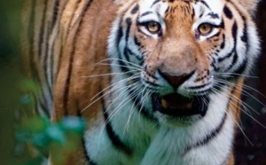 Un tigre errant sur un campus bouleverse l'agenda de milliers d'étudiants