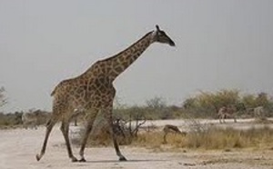 Comment la girafe fait-elle pour tenir ses fines pattes ?