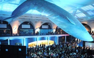 Insolite : Dormir sous une baleine bleue