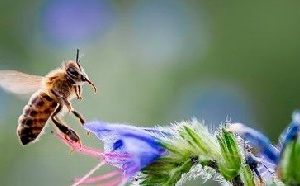 Les abeilles plus sensibles aux pesticides quand la météo est mauvaise