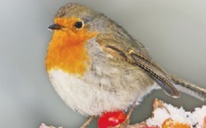 Le rouge et le noir, couleurs préférées des oiseaux