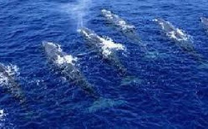 Modifier les routes maritimes pour sauver les baleines bleues